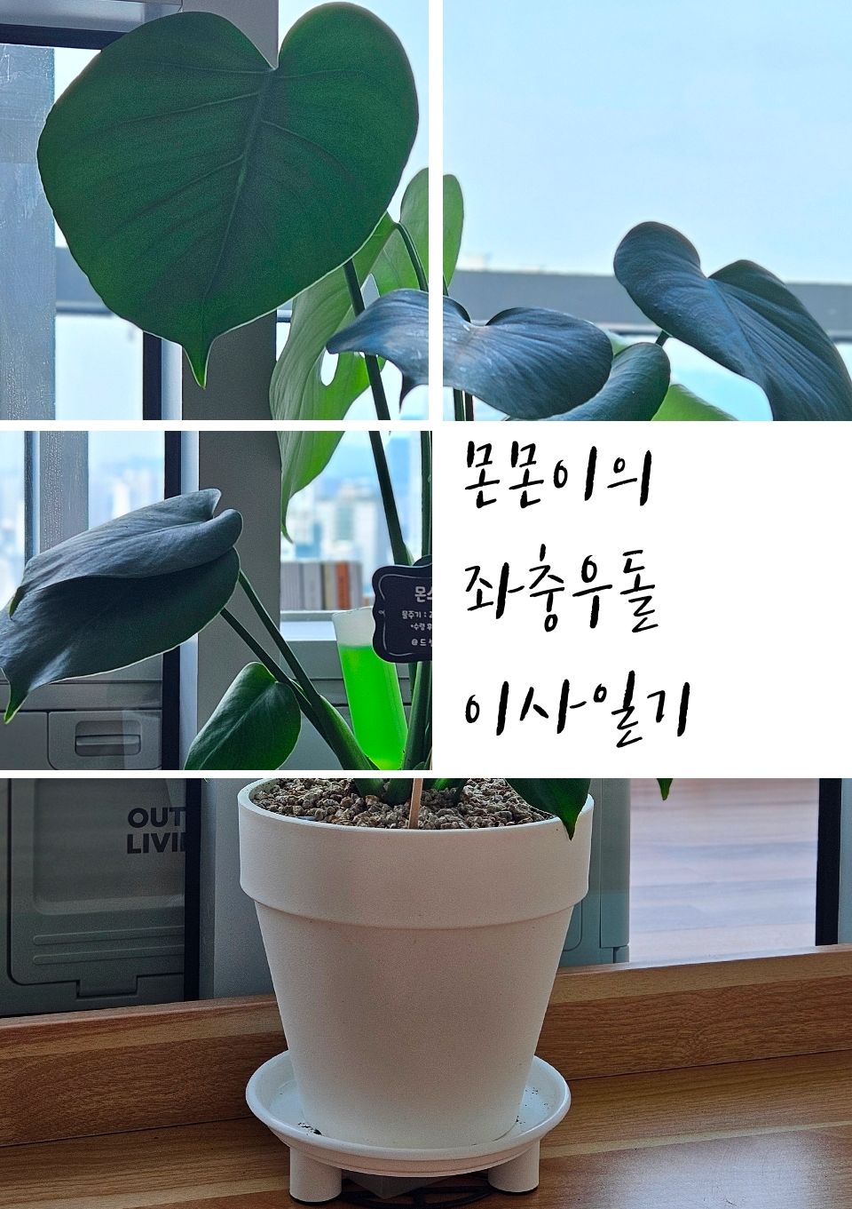 몬몬이의 좌충우돌 이사일기 cover